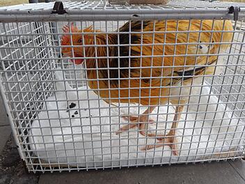 Krasser Tierquäler-Fall in Bayern: Hahn lebendig mariniert und entsorgt