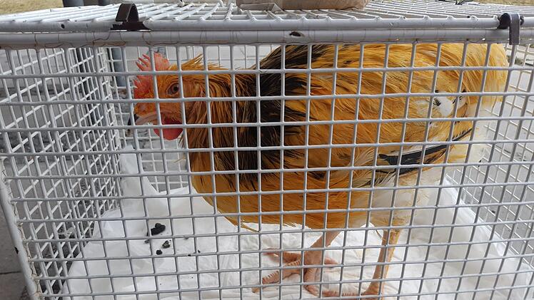 Krasser Tierquäler-Fall in Bayern: Hahn lebendig mariniert und entsorgt
