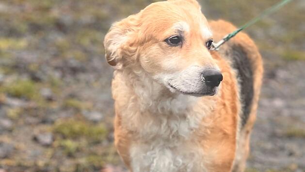 Tierheim Erlangen: H&uuml;ndin Lucy nach "famili&auml;rem Ungl&uuml;ck" in Trauer