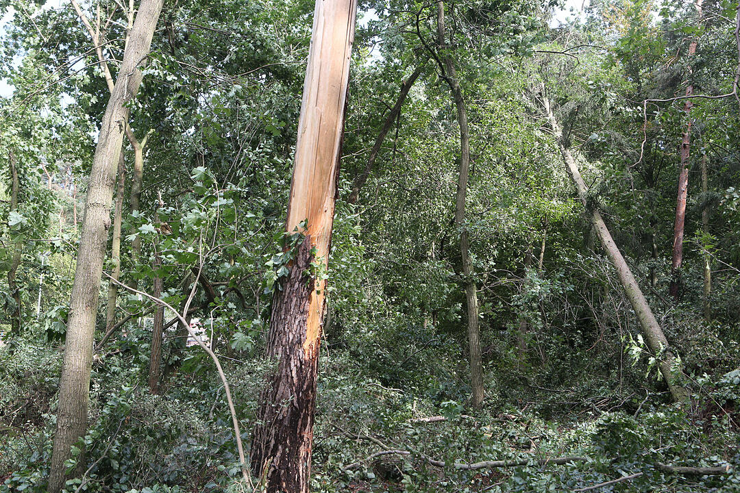 Aufraeumarbeiten in Bamberg nach schwerem Unwetter