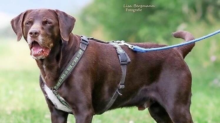 Ein Kumpel im besten Alter ist Max. Foto: Lisa Bergmann