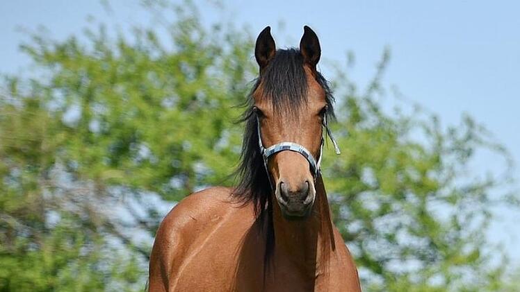 Ein Pferd ist am Sonntagmorgen auf dem Berliner Ring in Bamberg herumgelaufen. Symbolfoto: Frank May/dpa