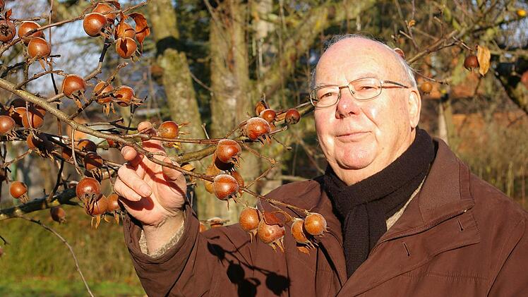 Er nascht von Bäumen, die viele gar nicht mehr kennen. Die Mispeln in seinem Garten seien jetzt erst, nachdem sie vom ersten Frost überzogen waren, richtig lecker.  Fotos: Tom Müller