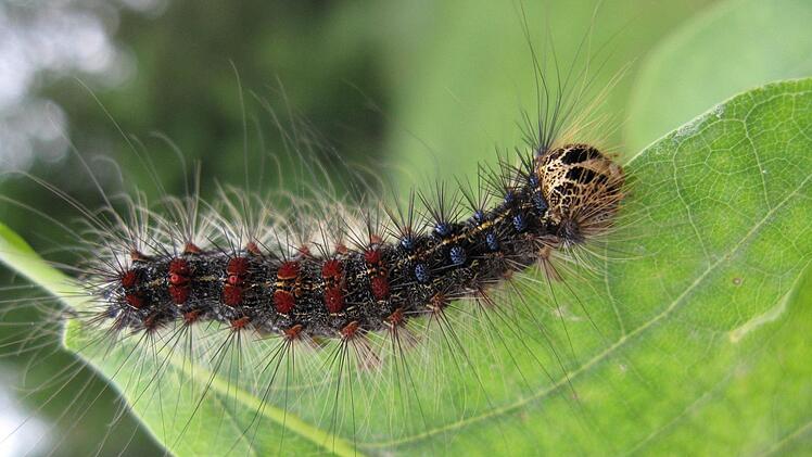 So sieht die Raupe eines Schwammspinners beim Laubfraß aus. Symbolfoto: Landesanstalt für Wald und Forstwirtschaft/dpa