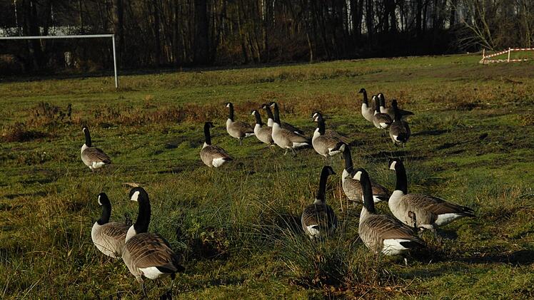 Wilde Gänse sind vor allem auf dem Bolzplatz an der Aurach zu finden.