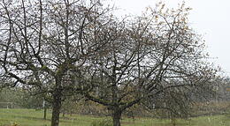 Vorschaubild