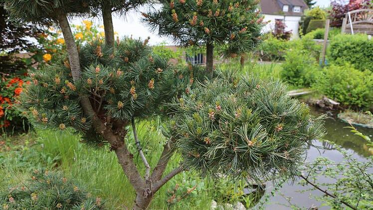 Die Traumgarten AG zu Besuch im Heidegarten von Annemarie und Manfred Heidenreich in Melkendorf. Foto: Barbara Herbst