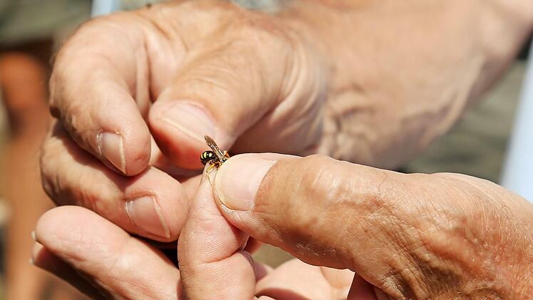 Diese Wespenbiene fing Klaus Mandery beim Rundgang durch die Tongrube. Seinen Namen verdankt der Parasit der Langhornbiene seiner &Auml;hnlichkeit mit Wespen.
