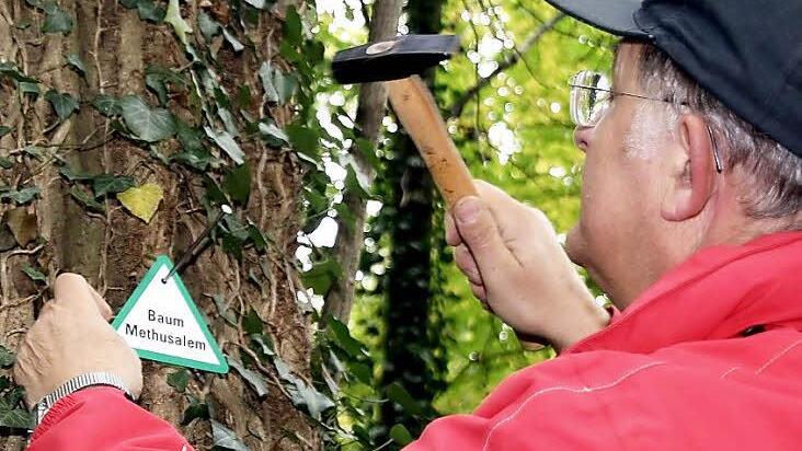 Uralte Bäume zu erhalten ist für Naturschützer Hans Schneider ebenso Passion wie der Schutz aussterbender Tierarten und Pflanzen.  Fotos: Pfannes
