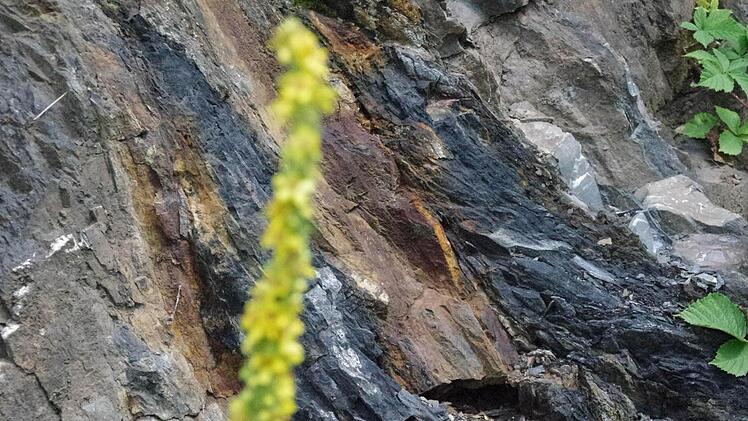 Diese Stelle bezeugt das Kellwasser-Ereignis. Foto: Marco Meißner