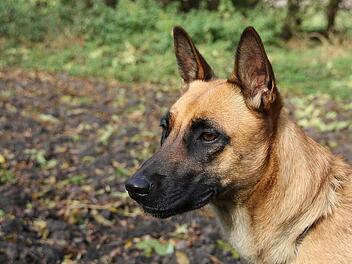 Radfahrer (50) von Hund gebissen - kam aus dem Nichts