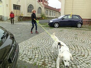 Renate Friedrich aus Mainleus geht mit dem Golden Retriever "Chaplin" auf Spurensuche. Foto: privat