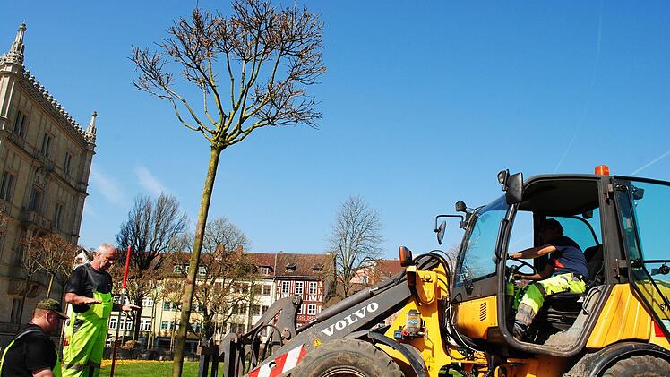 Der Ahorn wird in das Loch herabgelassen.