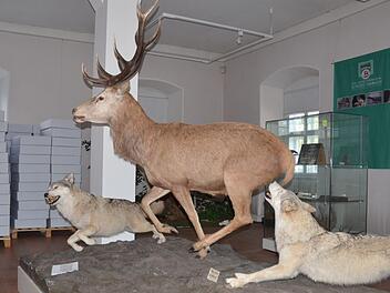 Jede Menge Exponate des früheren Jagd- und Fischereimuseum stehen noch im Schloss Tambach.Rainer Lutz