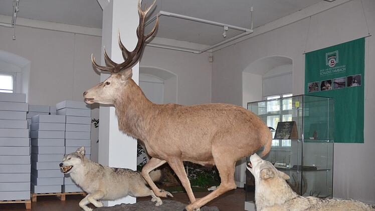 Jede Menge Exponate des früheren Jagd- und Fischereimuseum stehen noch im Schloss Tambach.Rainer Lutz