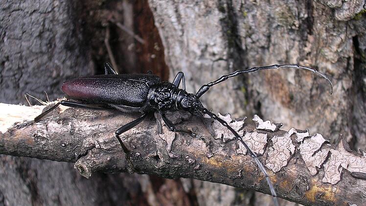 Fast ausgestorbener Heldbock in Wald im Kreis Schweinfurt entdeckt