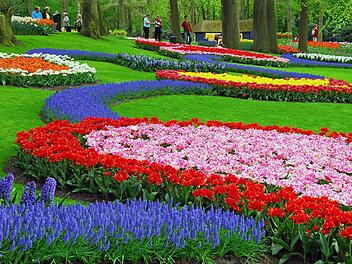 Blumenzwiebeln sorgen für märchenhafte Blütenbilder im Frühjahr. Gepflanzt werden sie im Herbst.Symbolbild: dpa/Hilke Segbers