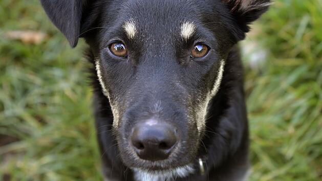 Ohne Begründung: Junghund Bonzo verliert wenige Monate nach Geburt sein Zuhause