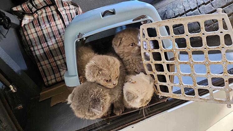 Tierheim Kulmbach ist genervt: Polizei greift 18 Katzen-Babys auf - Tierschützer "mit Anfragen überschüttet"
