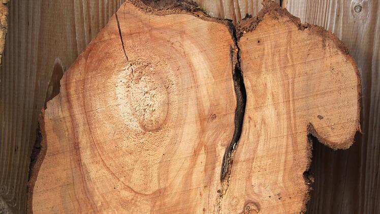 Sieht aus wie ein Kamel, oder? Aus derart skurril geformten Brettern lassen sich wundervolle Dinge fertigen - vorausgesetzt man hat Phantasie und kennt einen Schreiner, der beim Verwirklichen hilft. Foto: Matthias Einwag