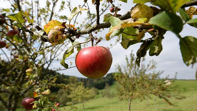 Einfach kostenlos Obst und Gemüse ernten - Ist das erlaubt? Symbolfoto: Patrick Seeger/dpa