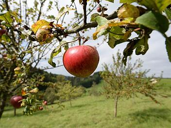 Einfach kostenlos Obst und Gemüse ernten - Ist das erlaubt? Symbolfoto: Patrick Seeger/dpa