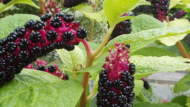 Die appetitlich aussehenden Beeren sind giftig für den Menschen. Foto: Jupp Schröder