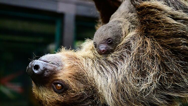 Nachwuchs bei den Faultieren im Vogelpark Walsrode