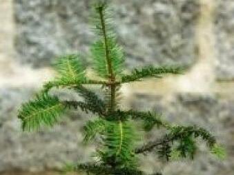 Wer m&ouml;chte, kann selbst ein St&uuml;ck Frankenwald aufforsten bei einer Pflanzaktion. Foto: Tino Beyer