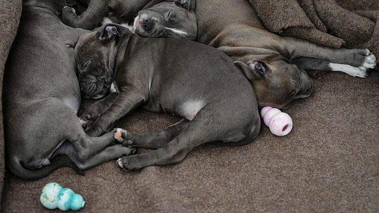 Staffordshire Bullterrier-Welpen, die aus einem Tiertransporter gerettet wurden, liegen am 04.03.2014 in einem Tierheim in Nürnberg (Bayern). Zollbeamte haben in Nürnberg einen Welpentransport aus Osteuropa überprüft und 77 Tiere sichergestellt. Foto: David Ebener/dpa