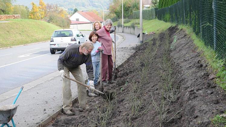Am Ortseingang in Königsberg, von Haßfurt kommend, legte der Obst- und Gartenbauverein mit Konrad Engelmann, der Vorsitzenden Simone Engelmann, Barbara May und Gabriele Rambacher (von links) ein großes Rosenbeet an.  Foto: Gerold Snater