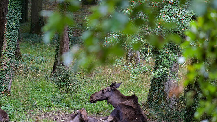 Elchkuh mit Jungtier im Wildpark Schweinfurt