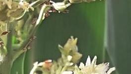 Vollgepackt mit Pollen h&auml;ngt die Biene kopf&uuml;ber an der Hirse in Bischofsheim. Foto: Christoph Schneider