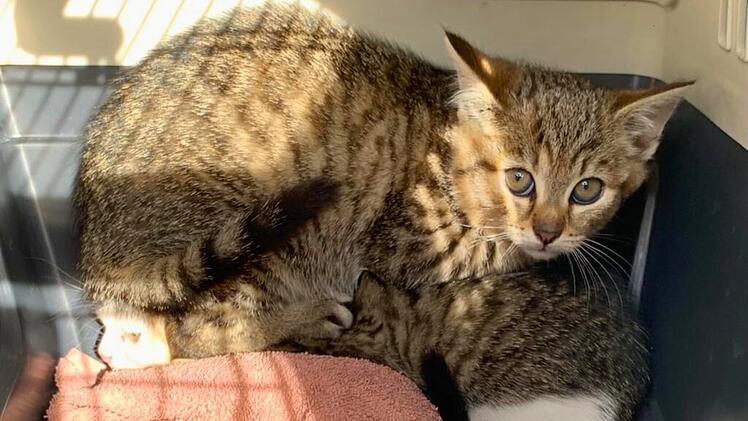 Katzenhilfe Würzburg sendet Hilferuf: "Uns geht der Ar… auf Grundeis"