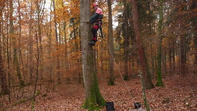 Bau eines Kunsthorstes im Stralsbacher Wald. Foto: Joachim Dahmer