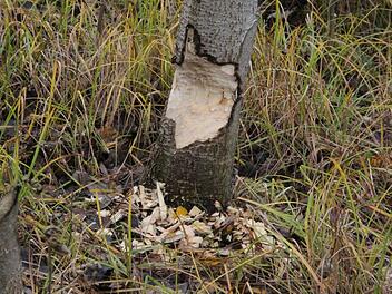 Der oder die Biber am Coburger Wolfgangsee leisten mit ihrer Nagerei dem Grünflächenamt unwissend Amtshilfe. Foto: Simone Bastian