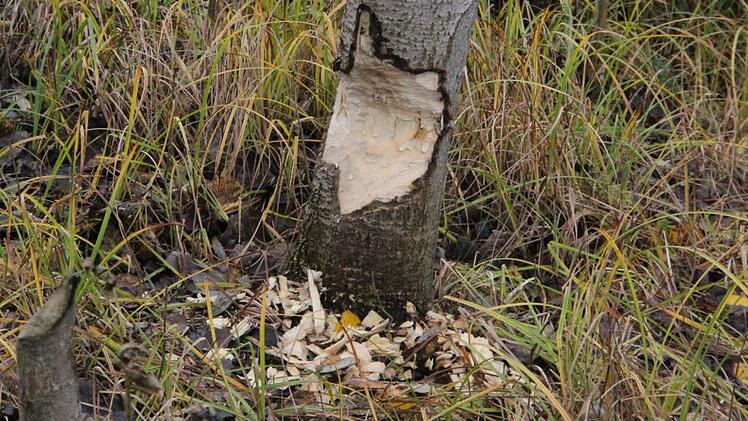 Der oder die Biber am Coburger Wolfgangsee leisten mit ihrer Nagerei dem Grünflächenamt unwissend Amtshilfe. Foto: Simone Bastian