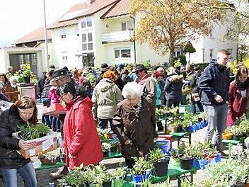 Groß war die Auswahl bei der diesjährigen Pflanzenbörse der Grundfelder Gartenfreunde. Auch bei der Tomatenausgabe (oberes Bild) hatten die Gartenfreunde alle Hände voll zu tun.  Fotos: Gerda Völk
