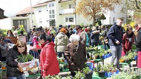 Groß war die Auswahl bei der diesjährigen Pflanzenbörse der Grundfelder Gartenfreunde. Auch bei der Tomatenausgabe (oberes Bild) hatten die Gartenfreunde alle Hände voll zu tun.  Fotos: Gerda Völk
