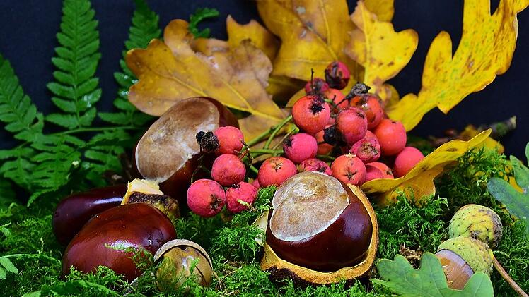 Nicht nur im Herbst findest du verzehrbare Früchte, Kräuter und Nüsse im Wald.