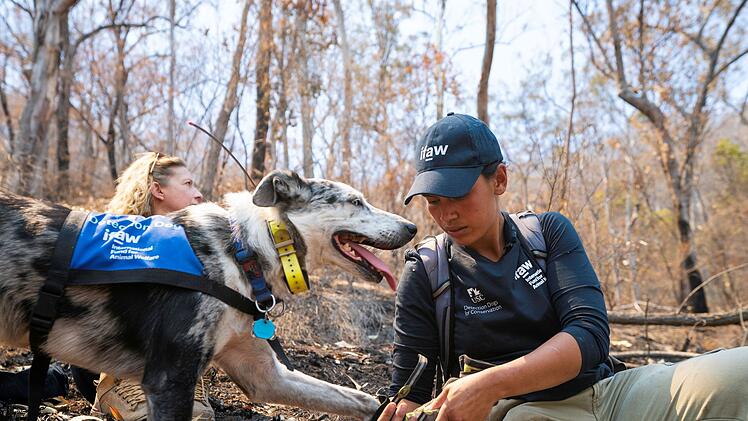 Koala-Sp&uuml;rhund Bear
