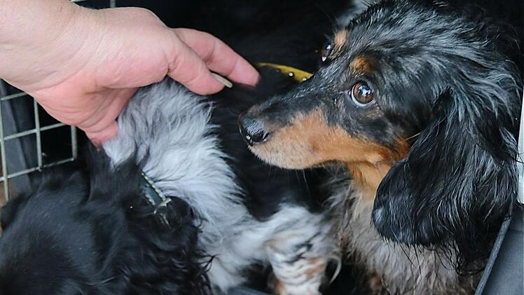 Zwei langhaarig gescheckte Beybold-Dackel von amerikanischer Abstammung hat Züchterin Rosemarie Enck mitgebracht.