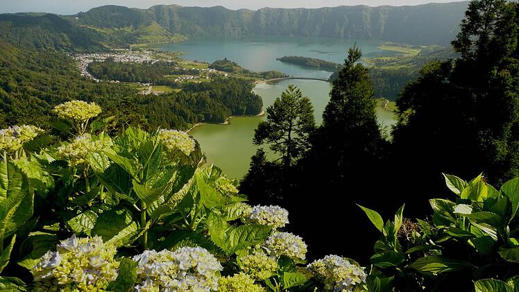 Blick auf die beiden Kraterseen "Lagoa Azul" und "Lago Verde" mit den Hortensien im Vordergrund.
