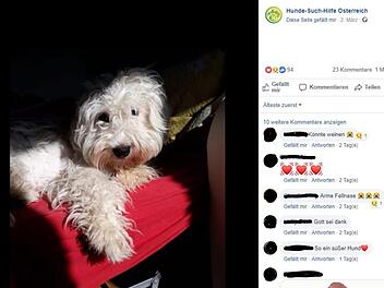 Die Hunde-Such-Hilfe in Österreich begleitete den tragischen Fall um Hund "Buddy". Dank der Hilfe der Tierfreunde wurde nun ein neues Frauchen für den misshandelten Malteser gefunden. Foto: Hunde-Such-Hilfe/Screenshot Facebook