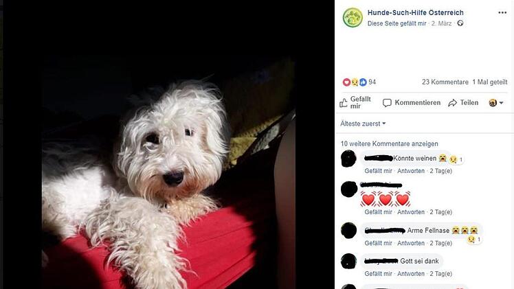 Die Hunde-Such-Hilfe in Österreich begleitete den tragischen Fall um Hund "Buddy". Dank der Hilfe der Tierfreunde wurde nun ein neues Frauchen für den misshandelten Malteser gefunden. Foto: Hunde-Such-Hilfe/Screenshot Facebook