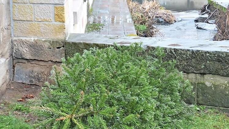 Alte Christbäume einfach - wie hier auf unserem Archivbild - hinter eine Mauer zu werfen, ist nicht Sinn der Sache. Symbolfoto: Sandra Hackenberg