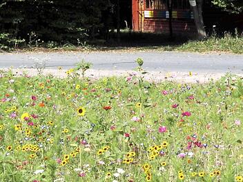 Blumenwiesen als ein Stück Natur. Auch Herzogenaurach braucht das weiterhin, sagte Kollinger.  Foto: sae