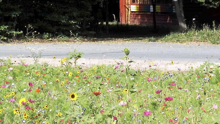 Blumenwiesen als ein Stück Natur. Auch Herzogenaurach braucht das weiterhin, sagte Kollinger.  Foto: sae