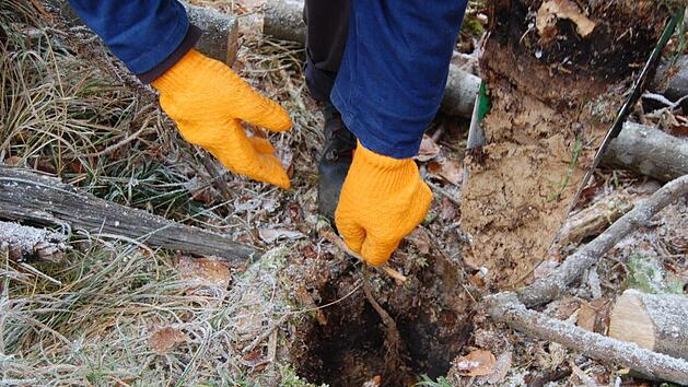30 Zentimeter tief werden die Pflanzl&ouml;cher ausgehoben.  Foto: Wolfgang D&uuml;nnebier
