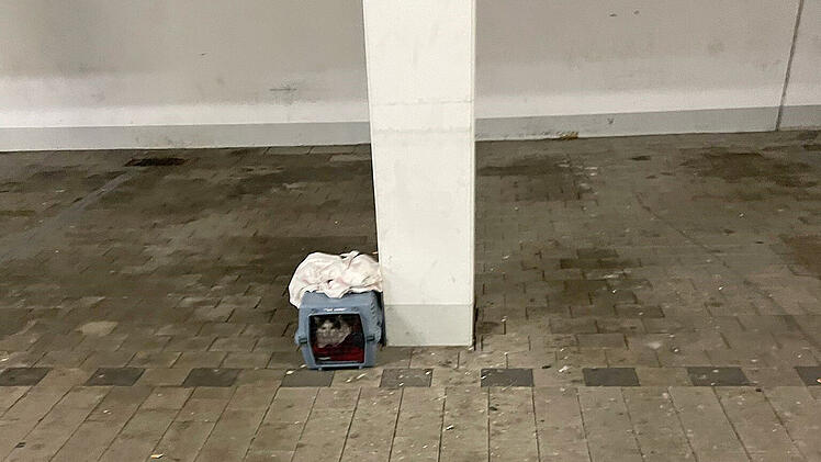 Tierheim Roth entsetzt nach Kater-Fund: "Bleibt nicht nur mir die Spucke weg"